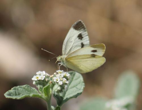 Réf. 329 874 : Pieris mannii